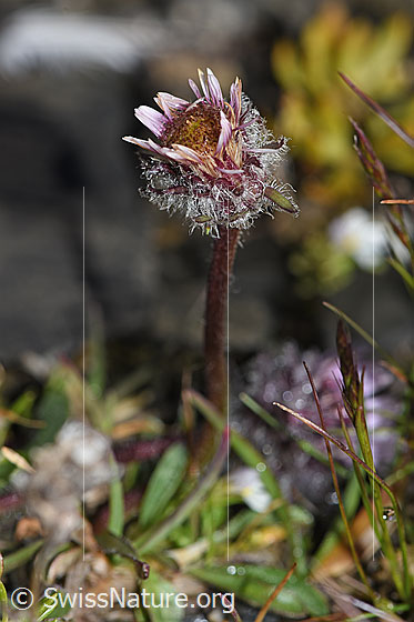 Photo: Erigeron uniflorus. Blossom and stem.