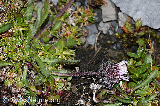 Photo: Erigeron uniflorus. Whole plant (habiti).