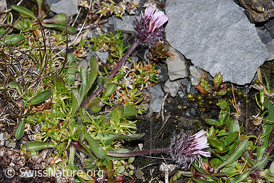 Photo: Erigeron uniflorus. Whole plant (habiti).