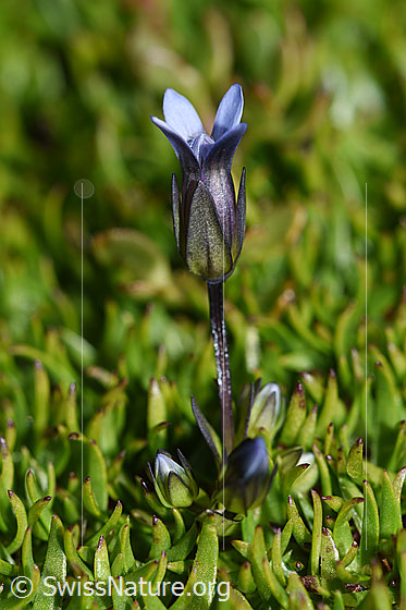 Photo: Gentiana tenella. Whole plant (habiti).