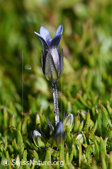 Foto: Zarter Enzian (Gentiana tenella). Ganze Pflanze (Habitus).