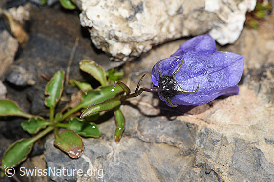 Foto: Niedliche Glockenblume (Campanula cochleariifolia). Blüte. Ansicht von oben.