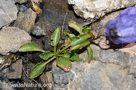 Foto: Niedliche Glockenblume (Campanula cochleariifolia). Blätter.