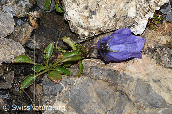 Foto: Niedliche Glockenblume (Campanula cochleariifolia). Ganze Pflanze (Habitus).