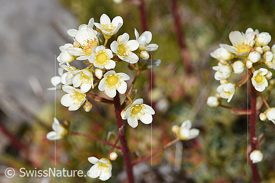 Photo: Saxifraga paniculata. Blossoms.