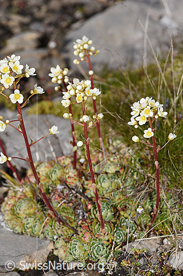 Photo: Saxifraga paniculata. Whole plant (habiti).