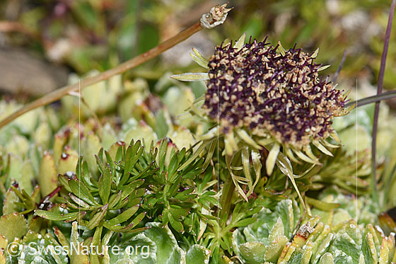 Photo: Ligusticum mutellinoides. Whole plant (habiti). The plant grew on the leaf rosettes of Saxifraga paniculata.