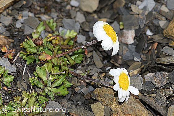 Foto: Gewöhnliche Alpenmargerite (Leucanthemopsis alpina). Ganze Pflanze (Habitus).