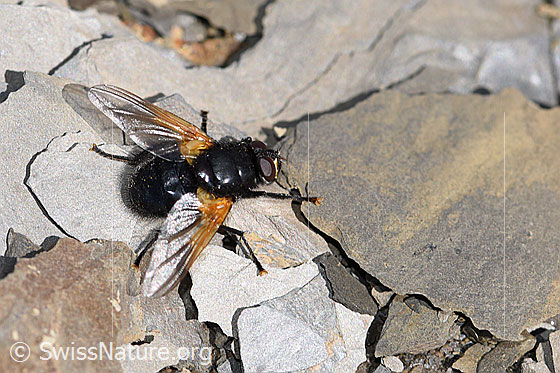 Rinderfliege (Mesembrina meridiana)
