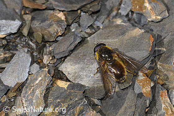 Photo: Probably Cheilosia canicularis. Length 14mm. Male. View from diagonally above.