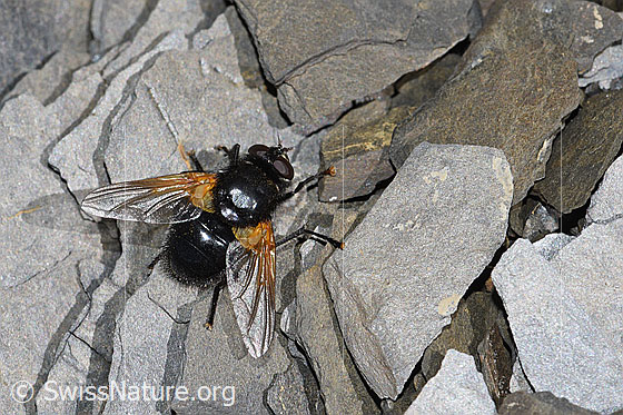 Foto: Rinderfliege (Mesembrina meridiana). Länge 9 - 13mm. Männchen. Ansicht von schräg hinten.