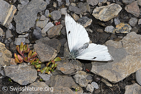 Photo: Pontia callidice. Wings open. View from diagonally above.