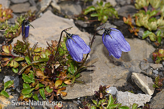 Foto: Niedliche Glockenblume (Campanula cochleariifolia). Ganze Pflanze (Habitus).