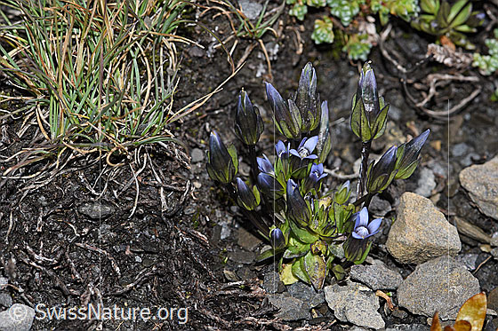 Foto: Zarter Enzian (Gentiana tenella). Ganze Pflanze (Habitus).