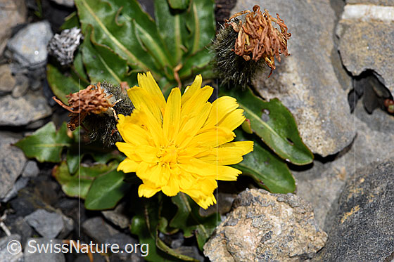Foto: Berg-Milchkraut (Leontodon montanus). Blüte. Ansicht von oben.