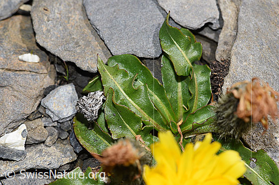 Foto: Berg-Milchkraut (Leontodon montanus). Blätter.