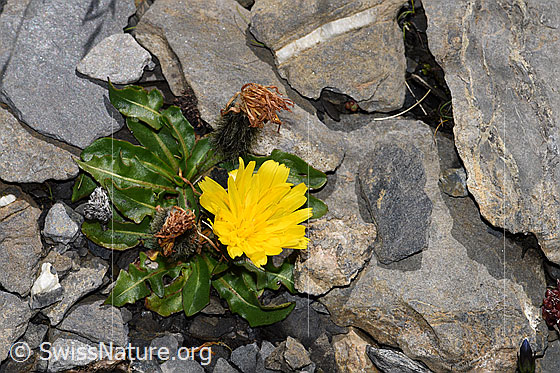 Foto: Berg-Milchkraut (Leontodon montanus). Ganze Pflanze (Habitus). Ansicht von oben.