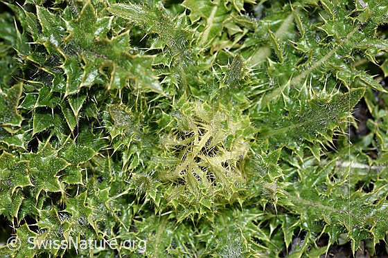 Photo: Cirsium spinosissimum. Blossom and leaves. The flower is not yet open.