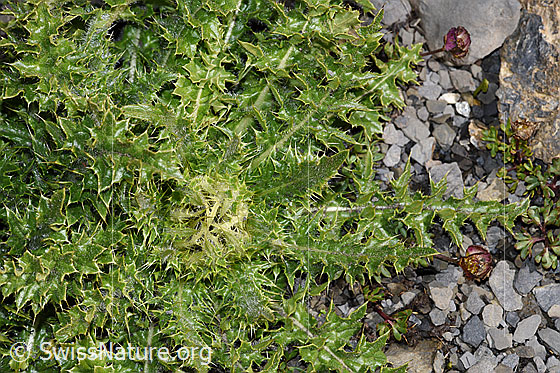 Photo: Cirsium spinosissimum. Whole plant (habiti).