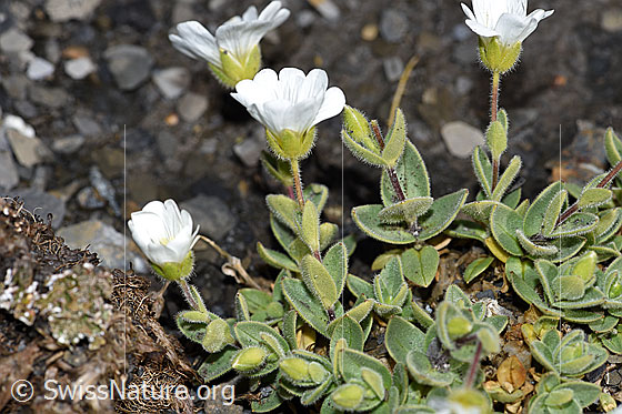 Photo: Cerastium latifolium. Whole plant (habiti).
