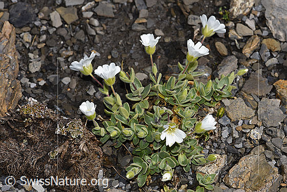 Photo: Cerastium latifolium. Whole plant (habiti).