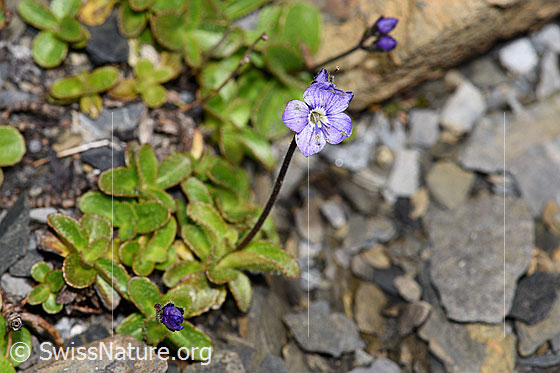 Photo: Veronica aphylla. Blossom.