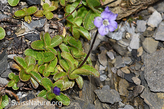 Foto: Blattloser Ehrenpreis (Veronica aphylla). Ganze Pflanze (Habitus)
