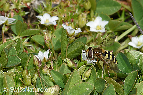 Photo: Eupeodes luniger on Minuartia verna. Length 9 - 12mm. Female. View from the side.