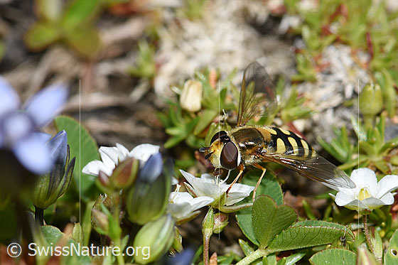 Photo: Eupeodes luniger on Minuartia verna. Length 9 - 12mm. Female. View from side front.