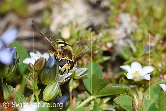 Photo: Eupeodes luniger on Minuartia verna. Length 9 - 12mm. Female. View from the front.