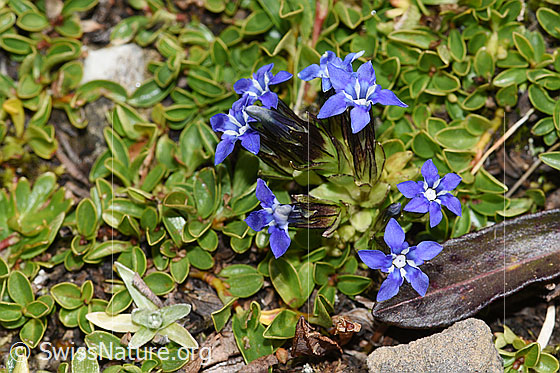 Photo: Gentiana nivalis. Whole plant (habiti).