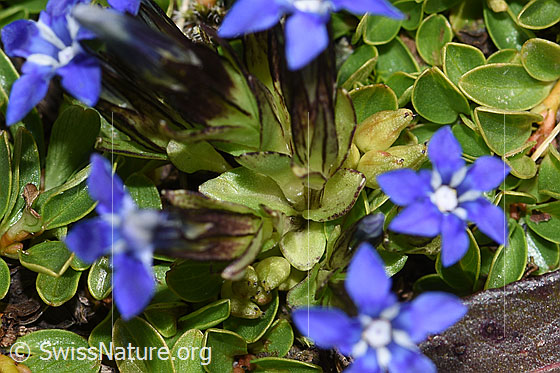Photo: Gentiana nivalis. Leaves and stem.