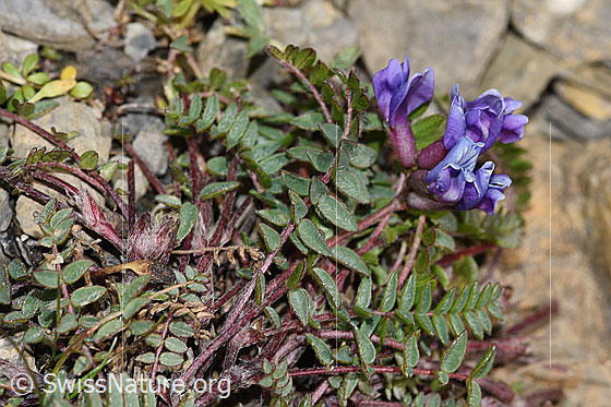 Foto: Berg-Spitzkiel (Oxytropis jacquinii). Blätter, Stängel und Blüten.