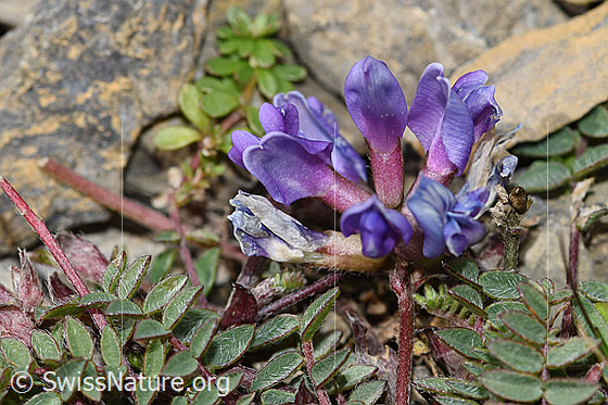 Berg-Spitzkiel (Oxytropis jacquinii)