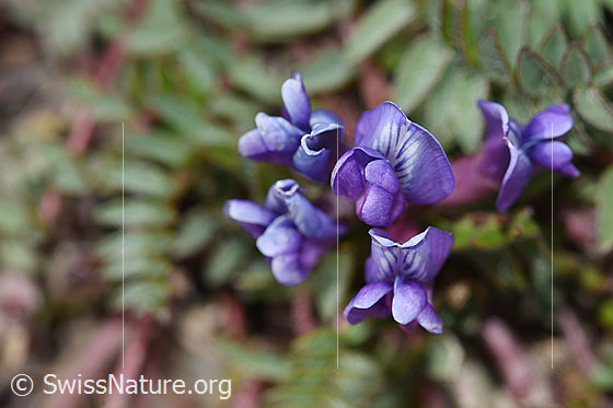 Foto: Berg-Spitzkiel (Oxytropis jacquinii). Blüten. Ansicht von vorne.