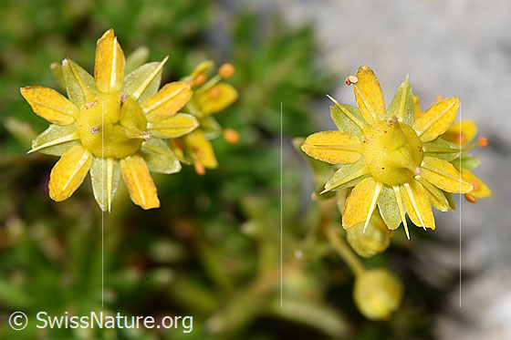 Foto: Bewimperter Steinbrech (Saxifraga aizoides). Blüte.