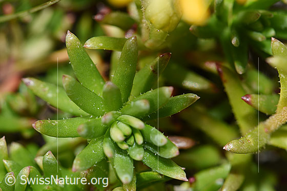 Foto: Bewimperter Steinbrech (Saxifraga aizoides). Blätter.
