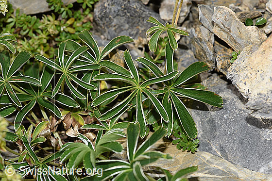 Foto: Glänzender Silbermantel (Alchemilla nitida). Blätter.