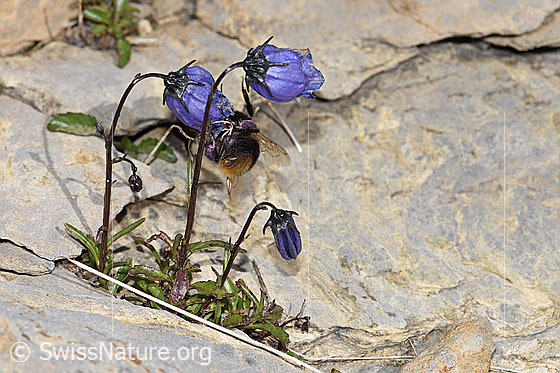 Foto: Niedliche Glockenblume (Campanula cochleariifolia). Ganze Pflanze (Habitus).