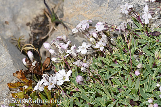 Foto: Kriechendes Gipskraut (Gypsophila repens). Blüten und Blätter.