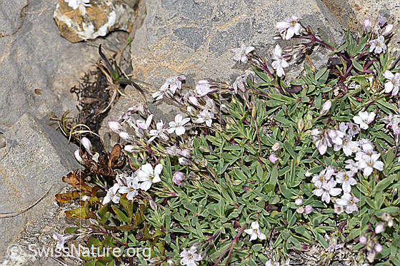Photo: Gypsophila repens. Blossoms and leaves.