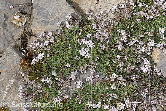 Foto: Kriechendes Gipskraut (Gypsophila repens). Ganze Pflanze (Habitus).
