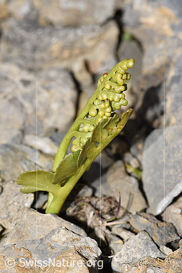 Photo: Botrychium lunaria. Whole plant (habiti). View from the side.