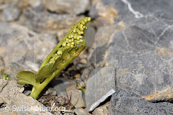 Photo: Botrychium lunaria. Whole plant (habiti). View from the side.