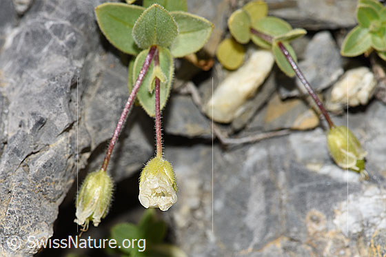 Photo: Cerastium latifolium. Blossoms and stem. Flowers not yet open.