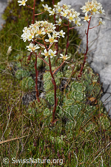 Photo: Saxifraga paniculata. Whole plant (habiti).