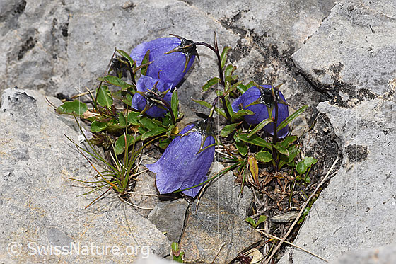 Foto: Niedliche Glockenblume (Campanula cochleariifolia). Ganze Pflanze (Habitus).