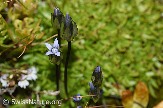 Foto: Zarter Enzian (Gentiana tenella). Blüte und Stängel.