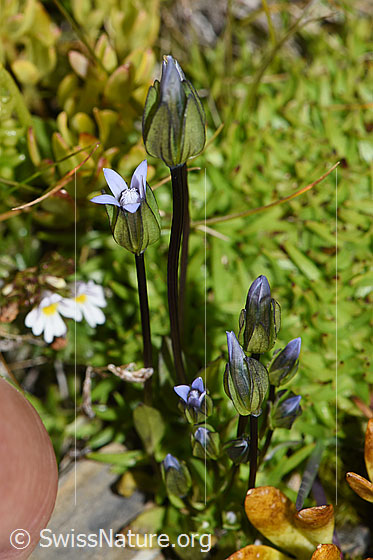 Foto: Zarter Enzian (Gentiana tenella). Ganze Pflanze (Habitat).
