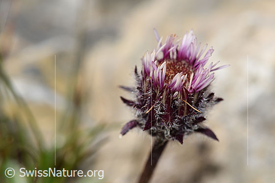 Foto: Einköpfiges Berufkraut (Erigeron uniflorus). Blüte.